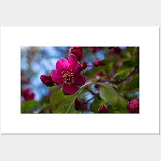 Apple blossoms Posters and Art
